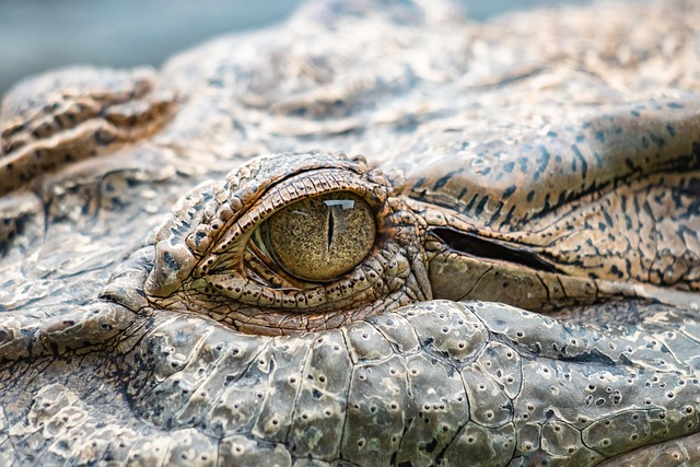Close-up of a reptile's eye showing clarity, indicating good health