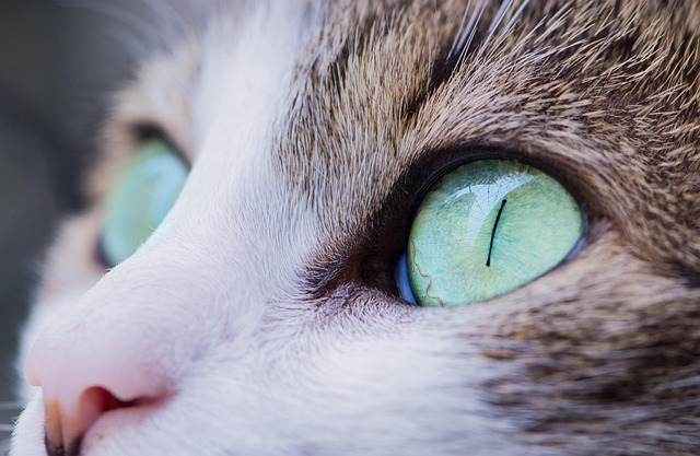 Close-up of a serval cat's large, alert ear