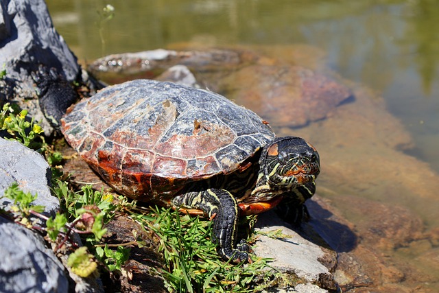 Close-up of a turtle basking under a heat lamp and UVB light in its tank