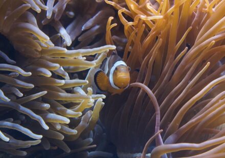 clown fish aquarium