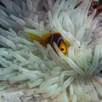 clownfish anemone reef