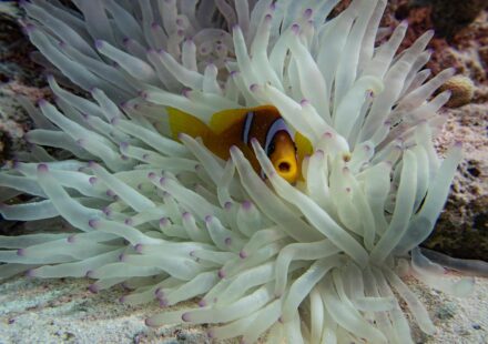 clownfish anemone reef