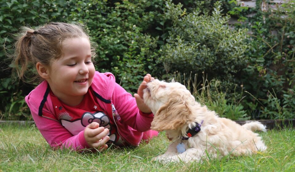 cockapoo puppy playing