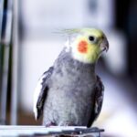 cockatiel bird