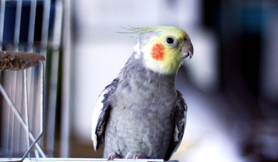 cockatiel bird