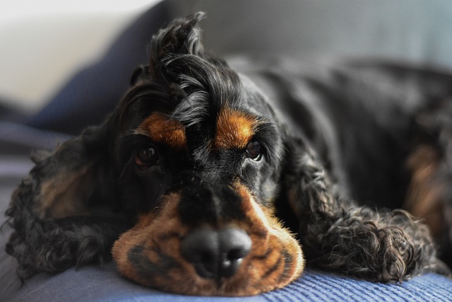 Cocker Spaniel breeder showing health clearances for puppies