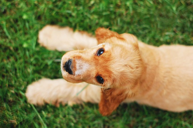 Cocker Spaniel puppy participating in an obedience training class
