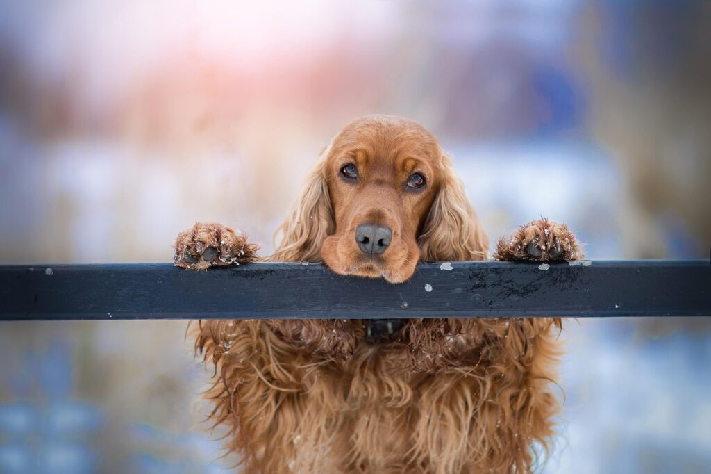 cocker spaniel puppy