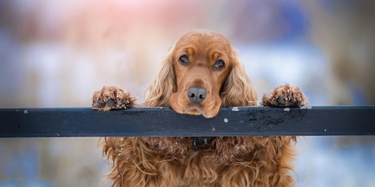 cocker spaniel puppy