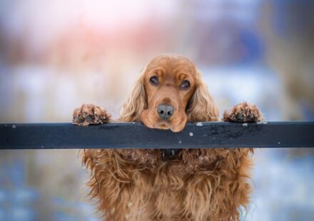 cocker spaniel puppy