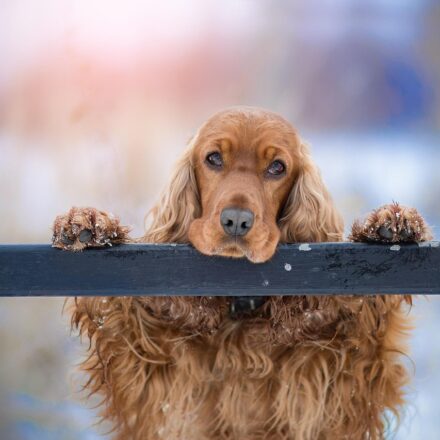 cocker spaniel puppy
