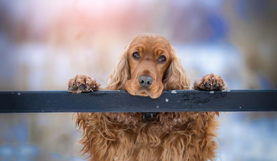cocker spaniel puppy