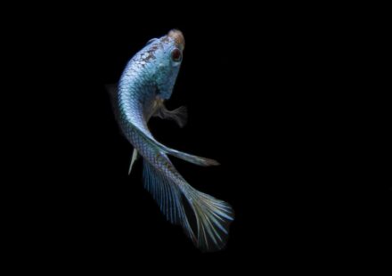 colourful betta fish