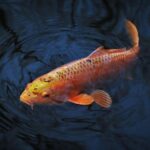 colourful gourami fish
