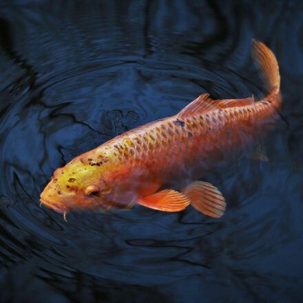 colourful gourami fish