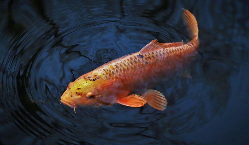 colourful gourami fish
