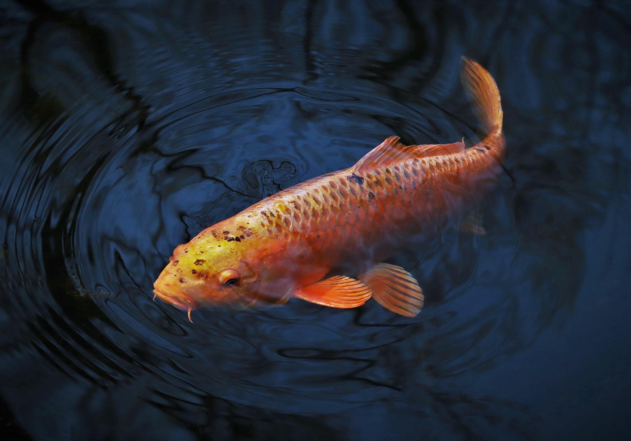 Gourami Fish: Expert Guide to Care, Types, and Tank Mates
