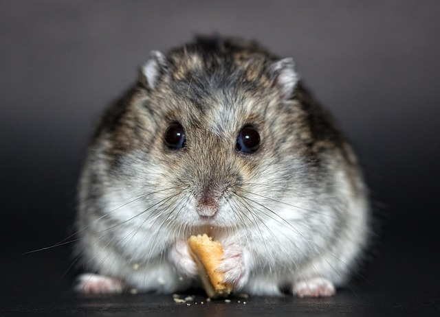 Comparison of hamster wheel sizes showing spinal posture. (hamster and wheel)
