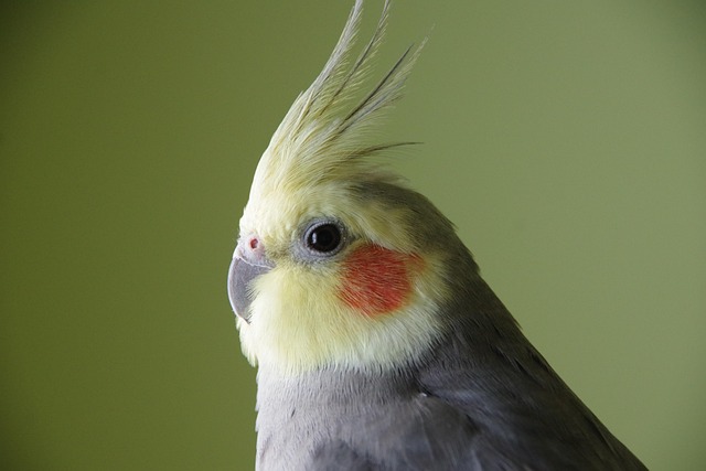 A curious cockatiel with its crest raised, looking directly at the camera (cockatiel for sale)