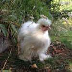 cute bantam chicken