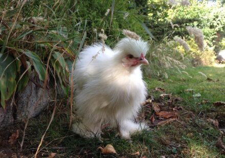 cute bantam chicken