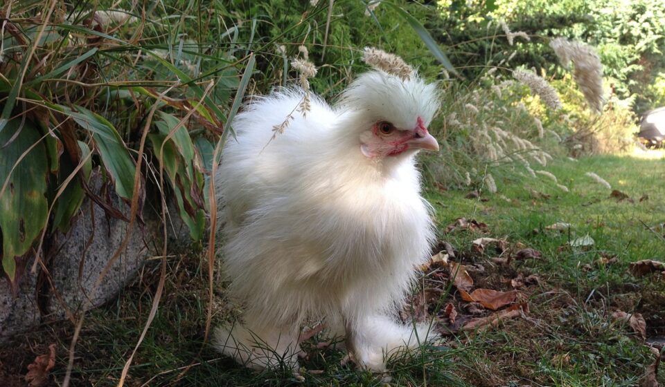 cute bantam chicken
