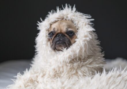 cute pug puppy