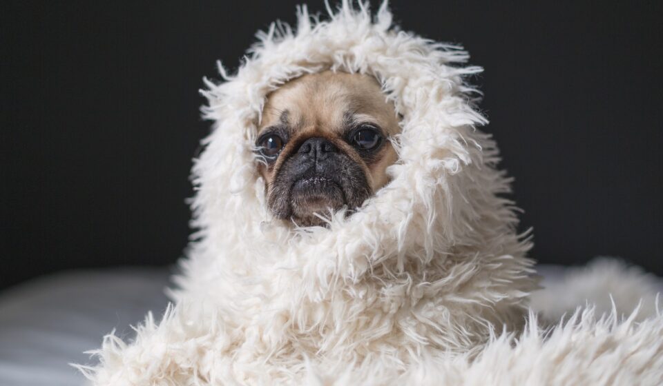cute pug puppy