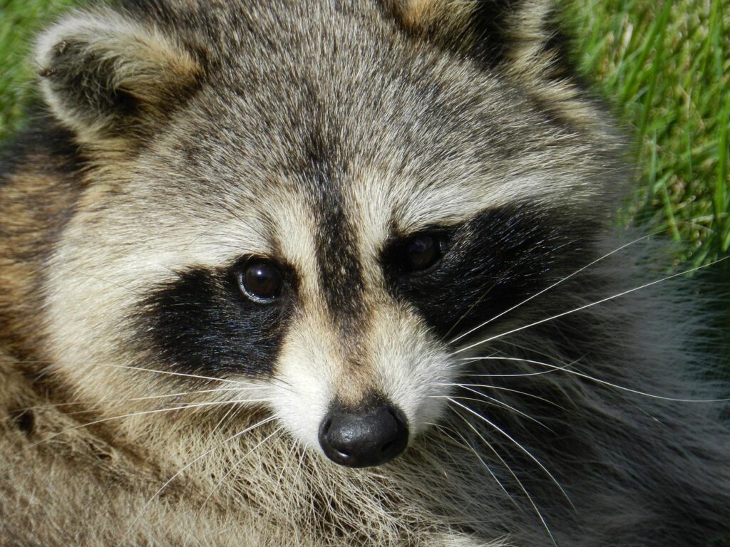 cute raccoon portrait