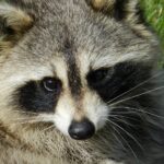cute raccoon portrait