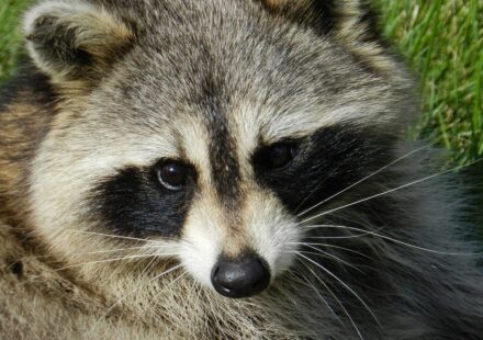 cute raccoon portrait