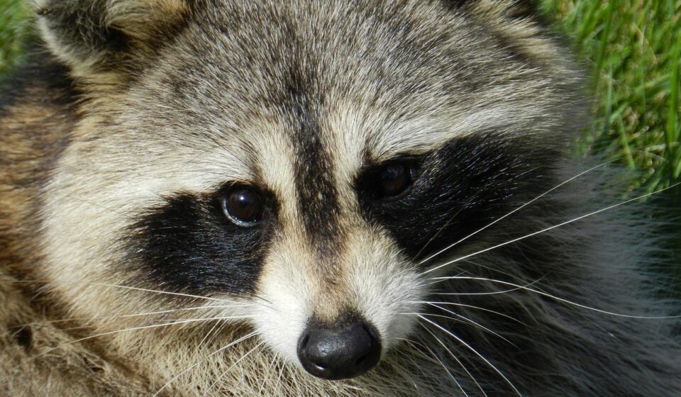 cute raccoon portrait