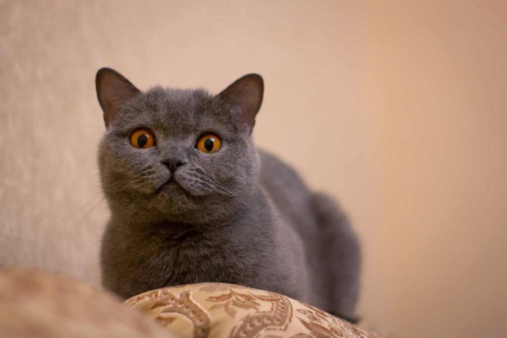 diverse cat breeds