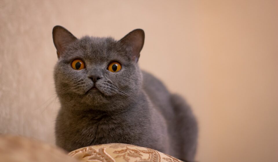 diverse cat breeds