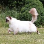 diverse cat breeds collage