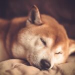 diverse dog breeds