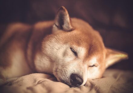 diverse dog breeds