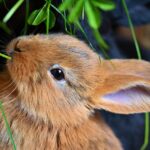 diverse rabbit colours