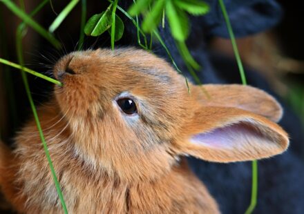 diverse rabbit colours