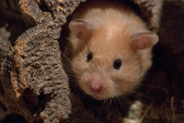 A DIY hamster bin cage showing deep bedding, a large wheel, and tubes.