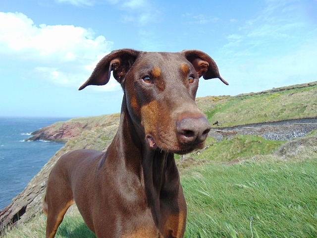 A Doberman Pitbull mix dog playing fetch in a park