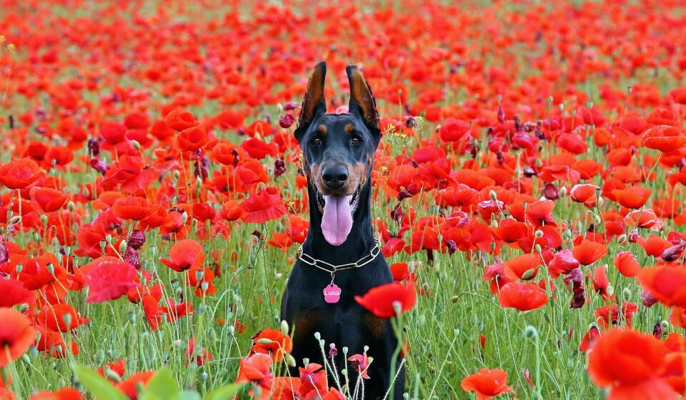 doberman pitbull mix dog