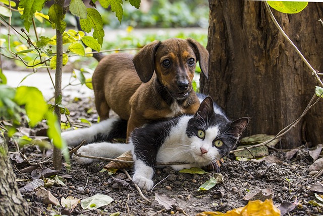 A dog and cat looking at their food bowls, with a subtle graphic illustrating diverse pet needs like vet visits, toys, and grooming. (pet care advice)