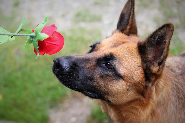 A dog carefully sniffing a whole strawberry (can dogs eat strawberries)