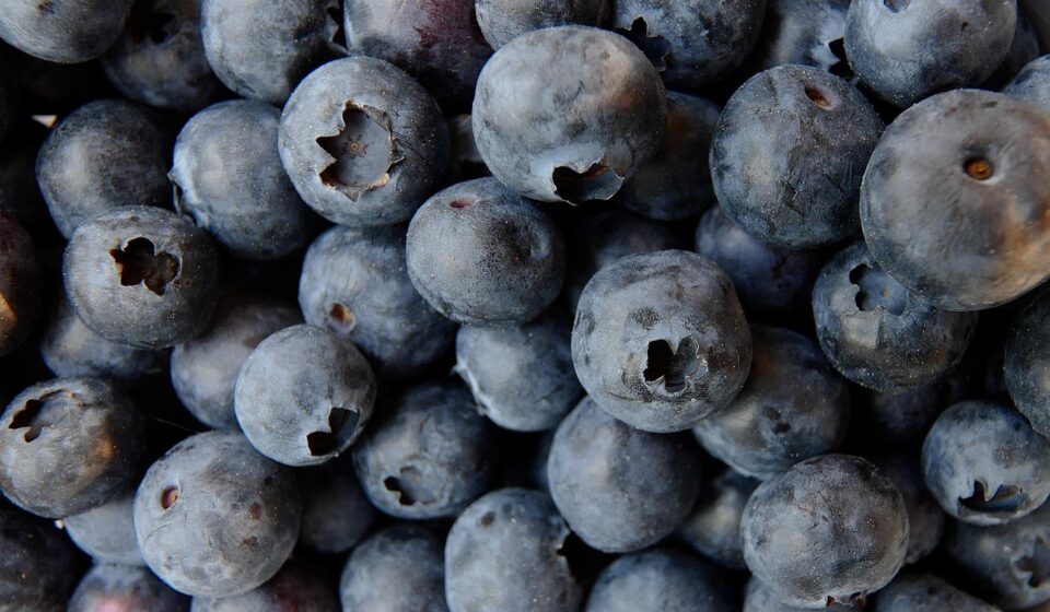 dog eating blueberries