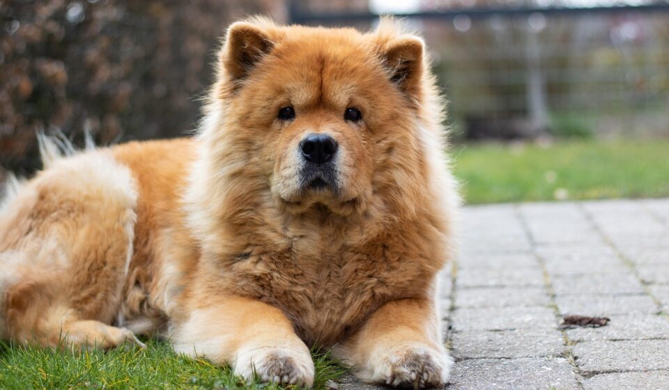 dog eating healthy chow