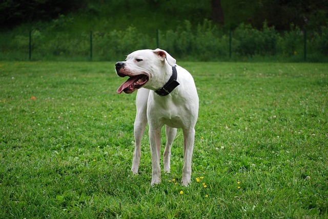 A Dogo Argentino participating in a scent work exercise, demonstrating mental stimulation.