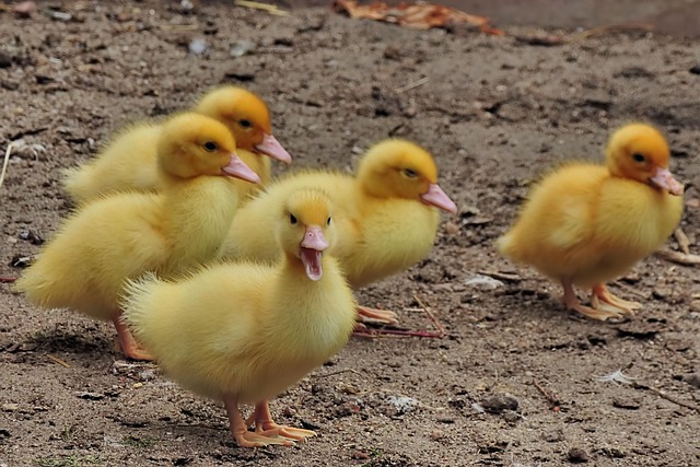 Ducklings drinking from a shallow water dish