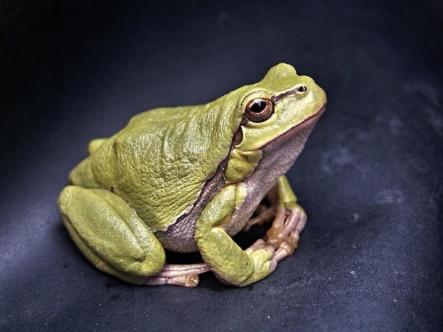 A dumpy tree frog consuming a cricket from a pair of feeding tongs.