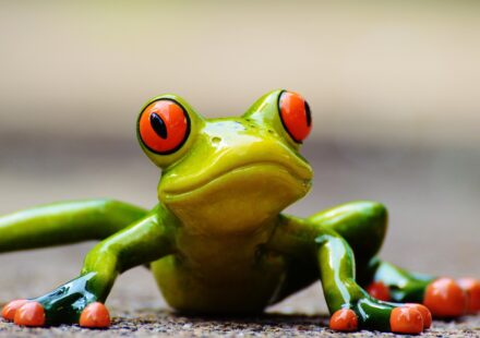 dumpy tree frog